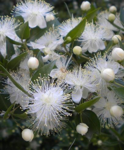 Fotografia de capa Myrtus communis - do Jardim Botânico