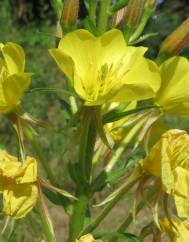 Oenothera biennis