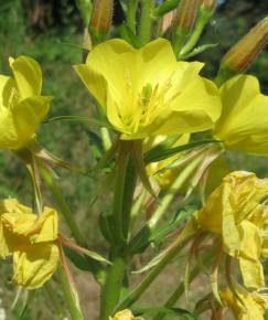 Fotografia da espécie Oenothera biennis