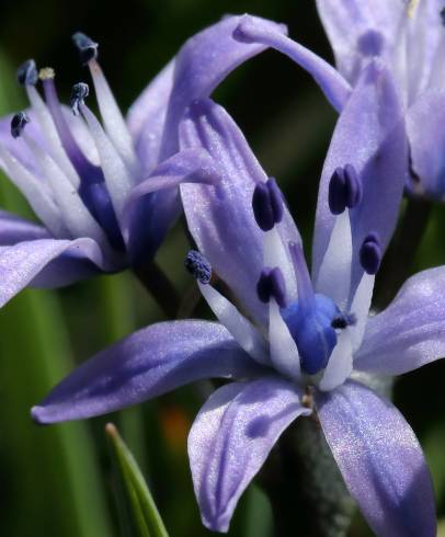 Fotografia de capa Scilla verna subesp. verna - do Jardim Botânico