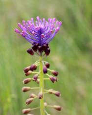 Fotografia da espécie Muscari comosum