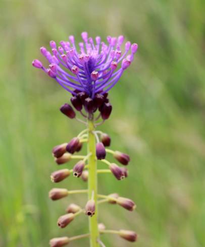 Fotografia de capa Muscari comosum - do Jardim Botânico