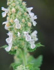 Nepeta cataria