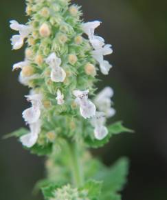 Fotografia da espécie Nepeta cataria