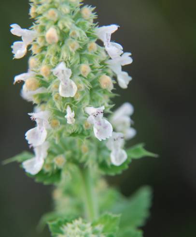 Fotografia de capa Nepeta cataria - do Jardim Botânico