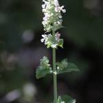 Fotografia 5 da espécie Nepeta cataria do Jardim Botânico UTAD