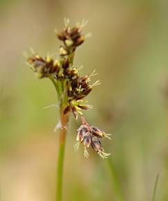 Fotografia da espécie Luzula campestris