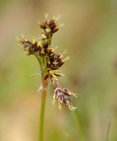 Fotografia de capa Luzula campestris - do Jardim Botânico