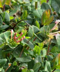 Fotografia da espécie Lonicera implexa