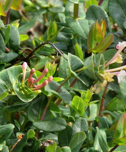 Fotografia de capa Lonicera implexa - do Jardim Botânico