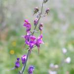 Fotografia 5 da espécie Linaria triornithophora do Jardim Botânico UTAD