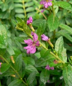 Fotografia da espécie Lythrum hyssopifolia