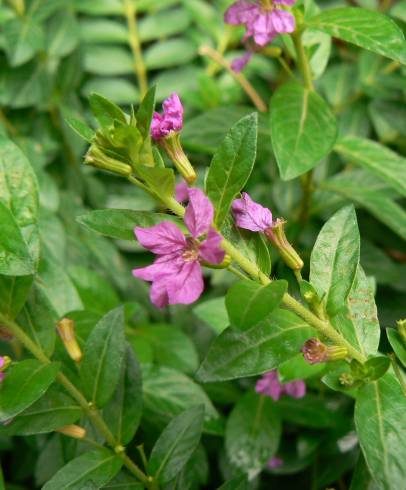 Fotografia de capa Lythrum hyssopifolia - do Jardim Botânico