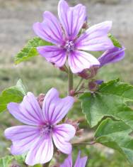 Fotografia da espécie Malva sylvestris