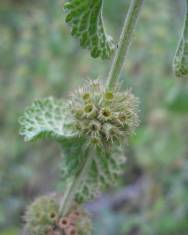 Fotografia da espécie Marrubium vulgare