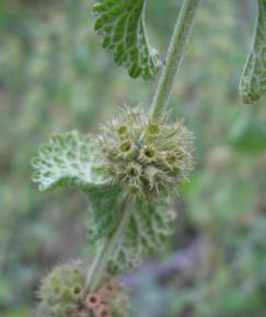 Fotografia da espécie Marrubium vulgare