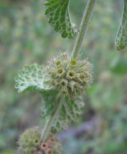 Fotografia de capa Marrubium vulgare - do Jardim Botânico