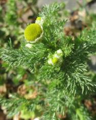 Fotografia da espécie Matricaria discoidea