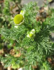 Matricaria discoidea