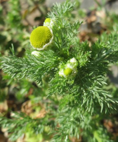 Fotografia de capa Matricaria discoidea - do Jardim Botânico