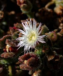 Fotografia da espécie Mesembryanthemum nodiflorum