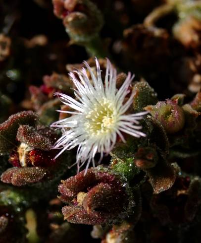 Fotografia de capa Mesembryanthemum nodiflorum - do Jardim Botânico