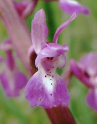 Orchis mascula