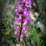 Fotografia 3 da espécie Orchis morio do Jardim Botânico UTAD