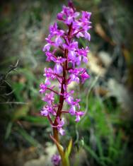 Fotografia da espécie Orchis morio