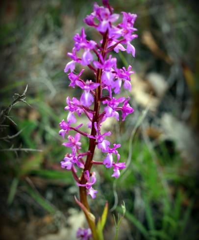 Fotografia de capa Orchis morio - do Jardim Botânico