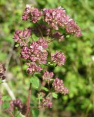 Fotografia da espécie Origanum vulgare subesp. vulgare