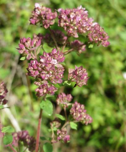 Fotografia de capa Origanum vulgare subesp. vulgare - do Jardim Botânico