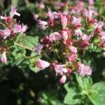 Fotografia 3 da espécie Origanum vulgare subesp. vulgare do Jardim Botânico UTAD