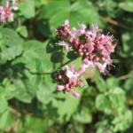 Fotografia 5 da espécie Origanum vulgare subesp. vulgare do Jardim Botânico UTAD