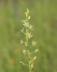 Fotografia da espécie Ornithogalum pyrenaicum subesp. pyrenaicum