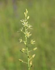 Ornithogalum pyrenaicum subesp. pyrenaicum