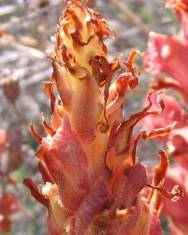 Fotografia da espécie Orobanche rapum-genistae