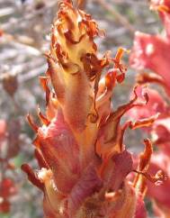 Orobanche rapum-genistae