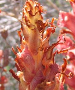 Fotografia da espécie Orobanche rapum-genistae