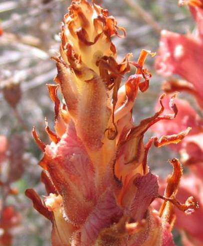 Fotografia de capa Orobanche rapum-genistae - do Jardim Botânico