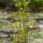 Fotografia 7 da espécie Osmunda regalis do Jardim Botânico UTAD