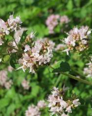 Fotografia da espécie Origanum vulgare subesp. virens