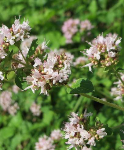 Fotografia de capa Origanum vulgare subesp. virens - do Jardim Botânico