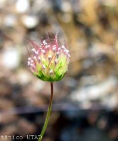 Fotografia da espécie Pterocephalidium diandrum