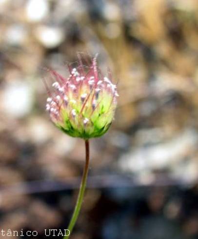 Fotografia de capa Pterocephalidium diandrum - do Jardim Botânico