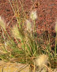 Fotografia da espécie Pennisetum villosum