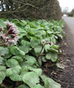 Fotografia da espécie Petasites fragrans