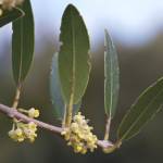 Fotografia 6 da espécie Phillyrea angustifolia do Jardim Botânico UTAD