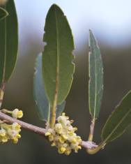 Fotografia da espécie Phillyrea angustifolia