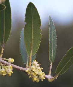 Fotografia da espécie Phillyrea angustifolia